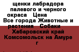 щенки лабрадора палевого и черного окраса › Цена ­ 30 000 - Все города Животные и растения » Собаки   . Хабаровский край,Комсомольск-на-Амуре г.